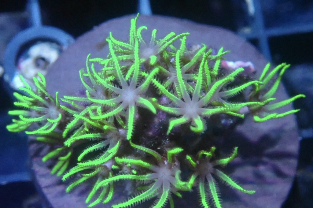 Green 7 草皮 （frag座3.5cm）