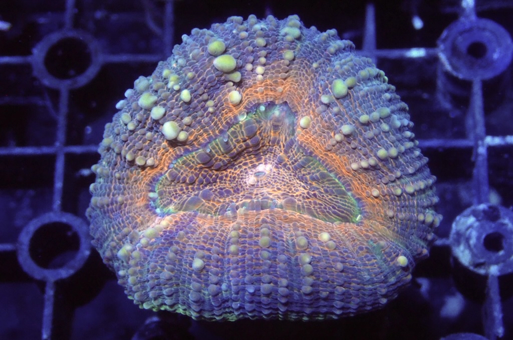 E5 分支骨針腦 （開大約2.吋）