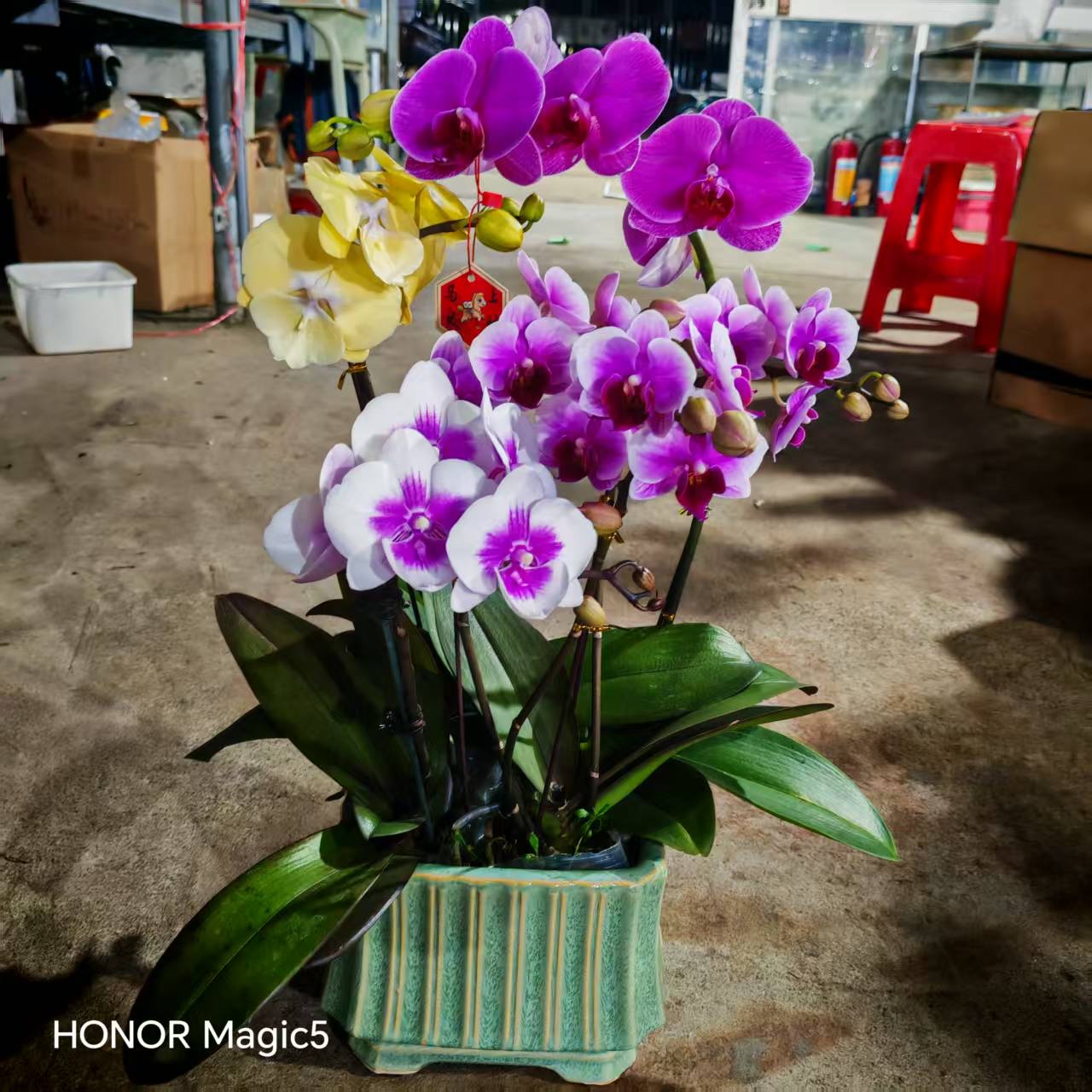 超特價拼色砌盤蘭花（隨機發貨）