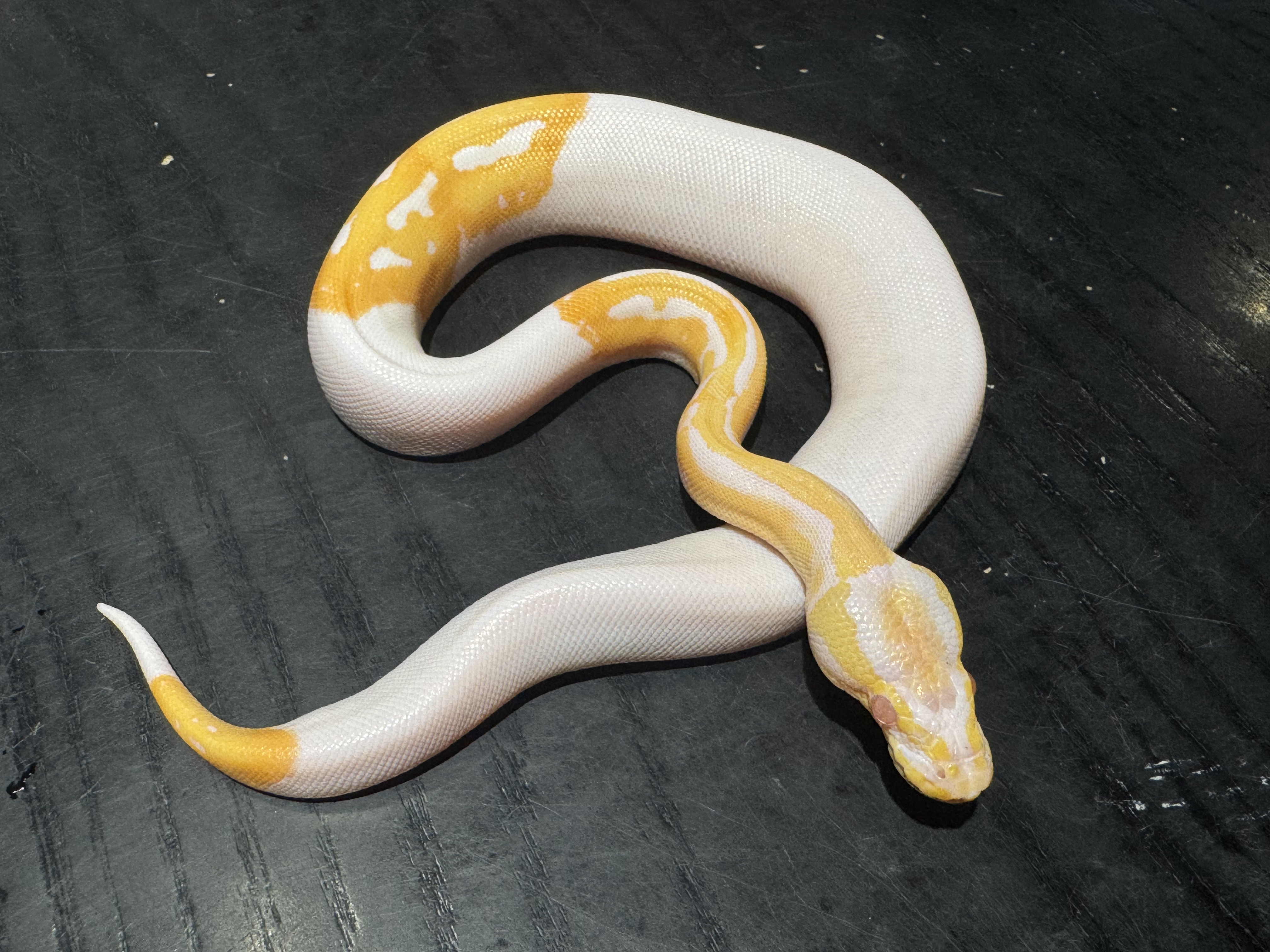 25 Albino Pied 0.1