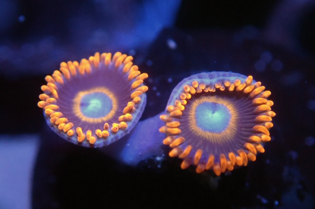 Z10 鈕扣（frag座2cm)