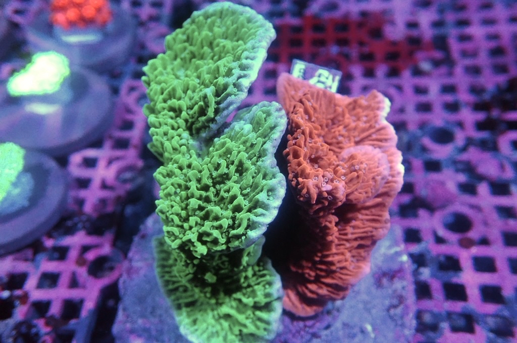 Mon 3 瓦片拼盤（大約3.5吋）