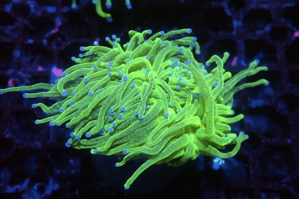 T16 超螢光綠火柴（開大約2.5吋）