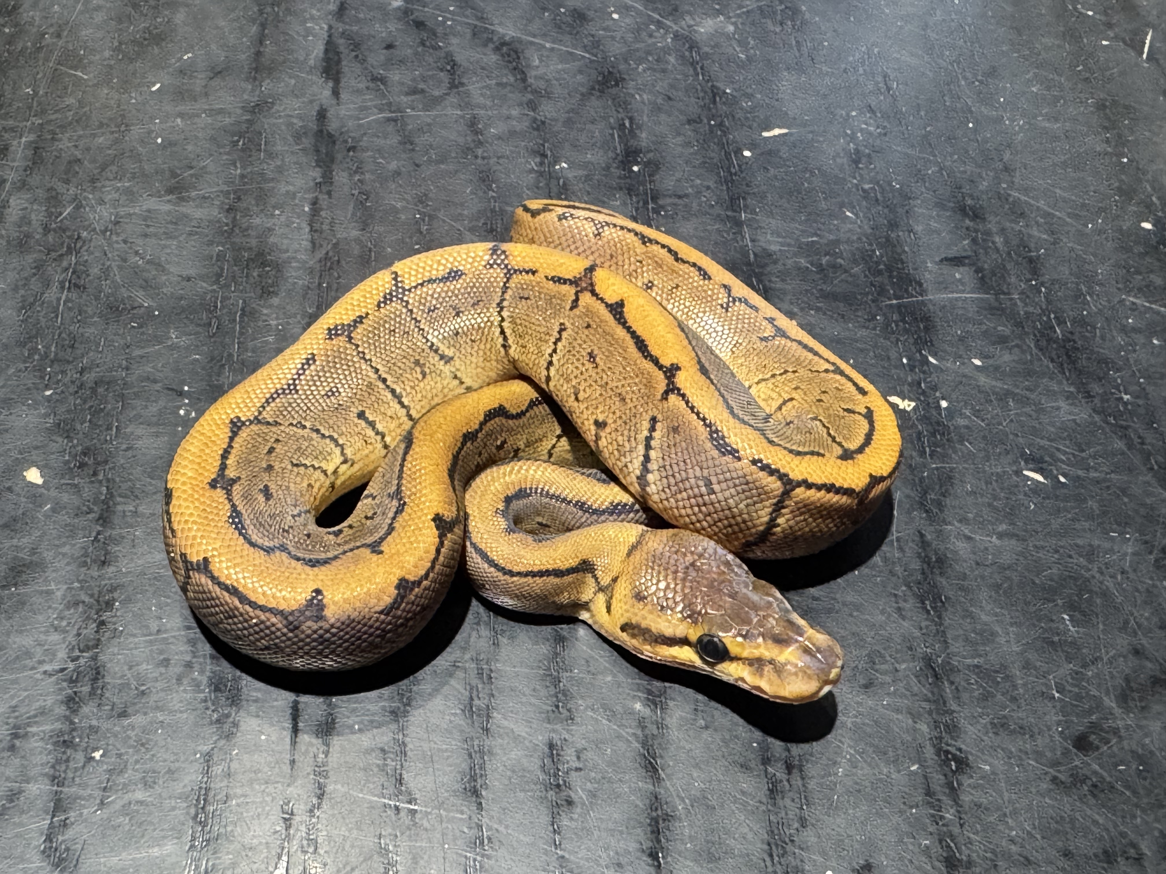 26 Pinstripe 0.1