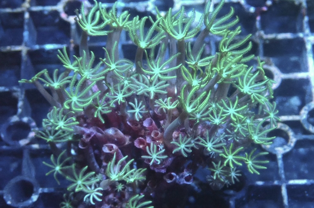 TH2 笙珊瑚（紅珊瑚星花）（開大約2.5吋）