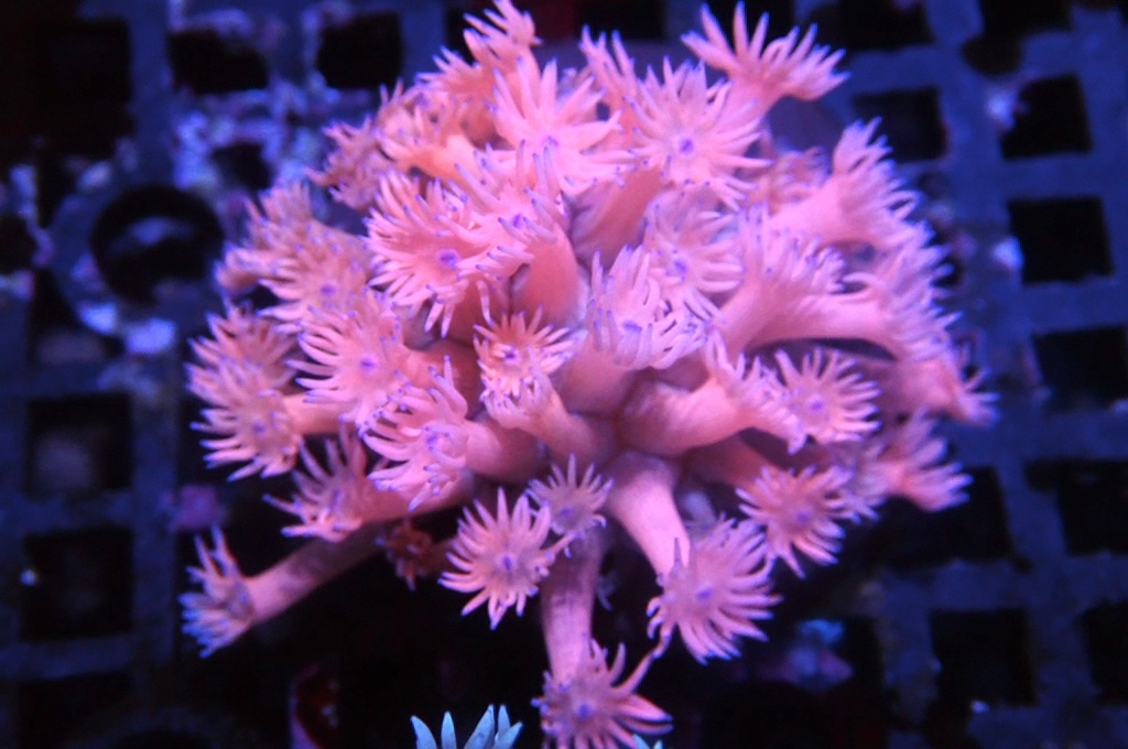 MG12 寶石花仔（Frag座3.5cm)