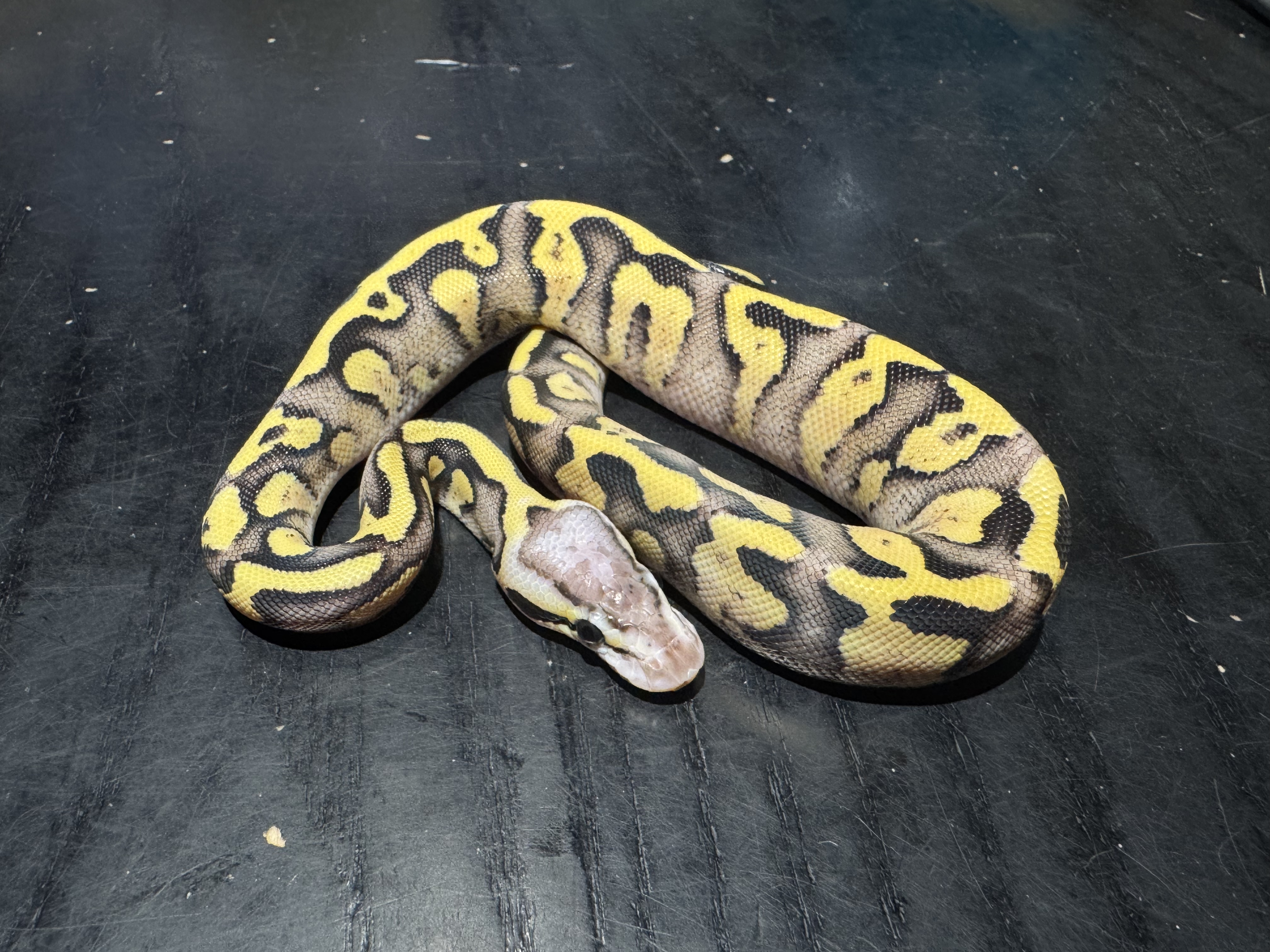 26 Firefly Asphalt or Yellow Belly 1.0