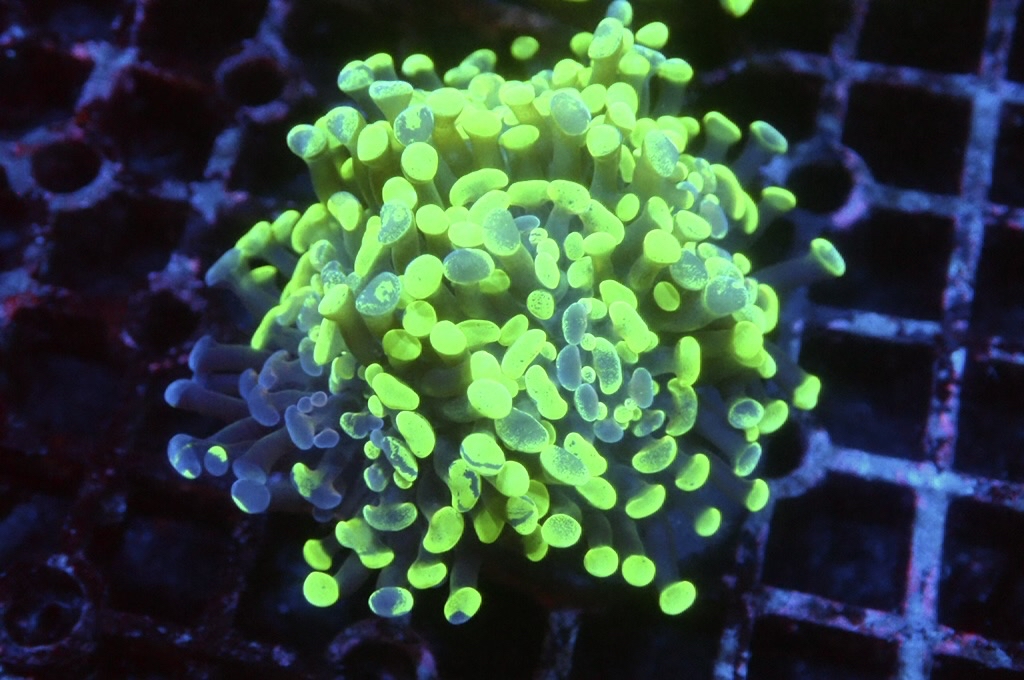 H27 Toxic 豬腰（開大約2.5吋）