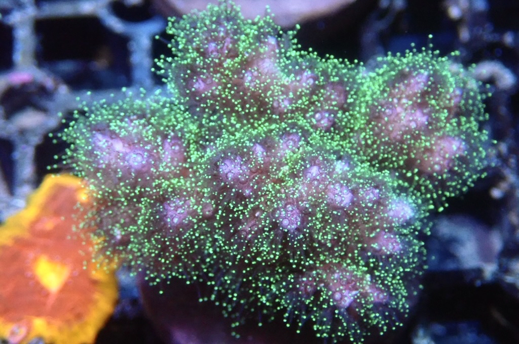 K3 光纖圖釘（FRAG座3.5CM）