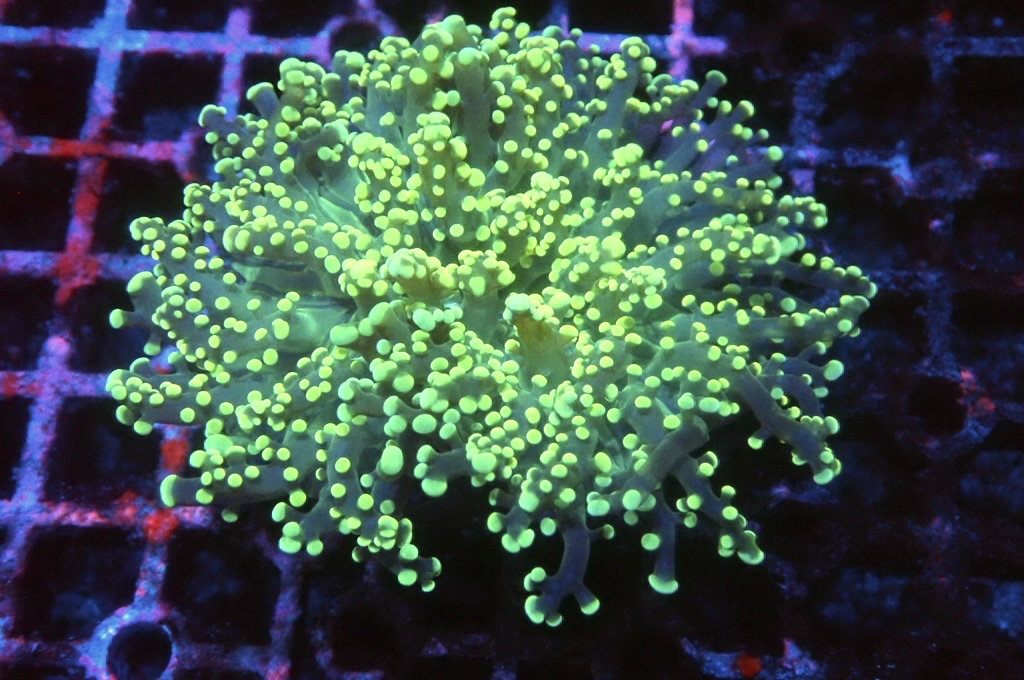 F14 啫喱（開大約2.吋）