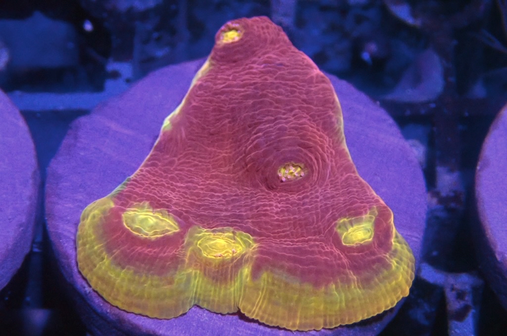 CH3 調色盤（frag座3.5cm)