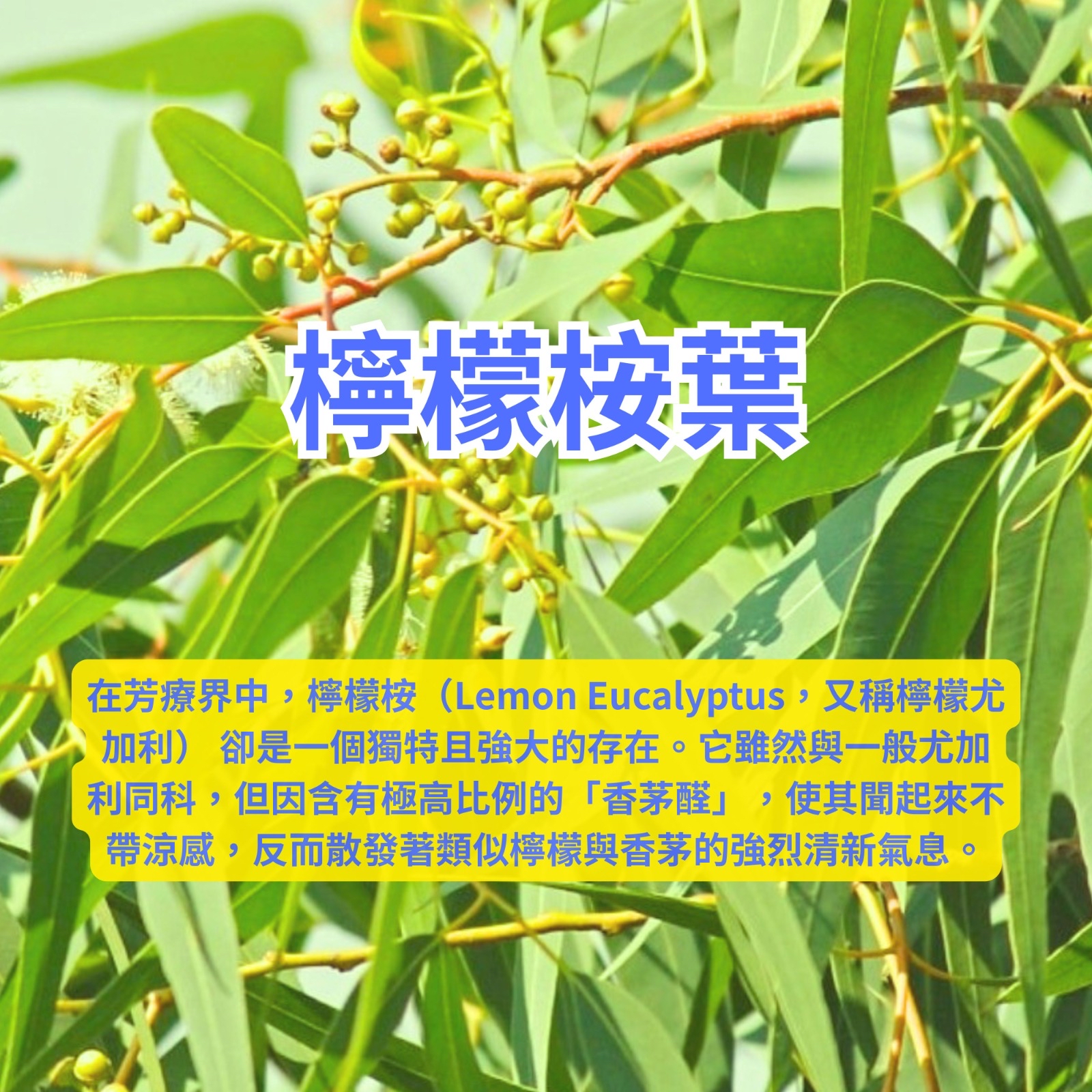 FAST®️ 香港品牌純天然成份防蚊噴霧70ml