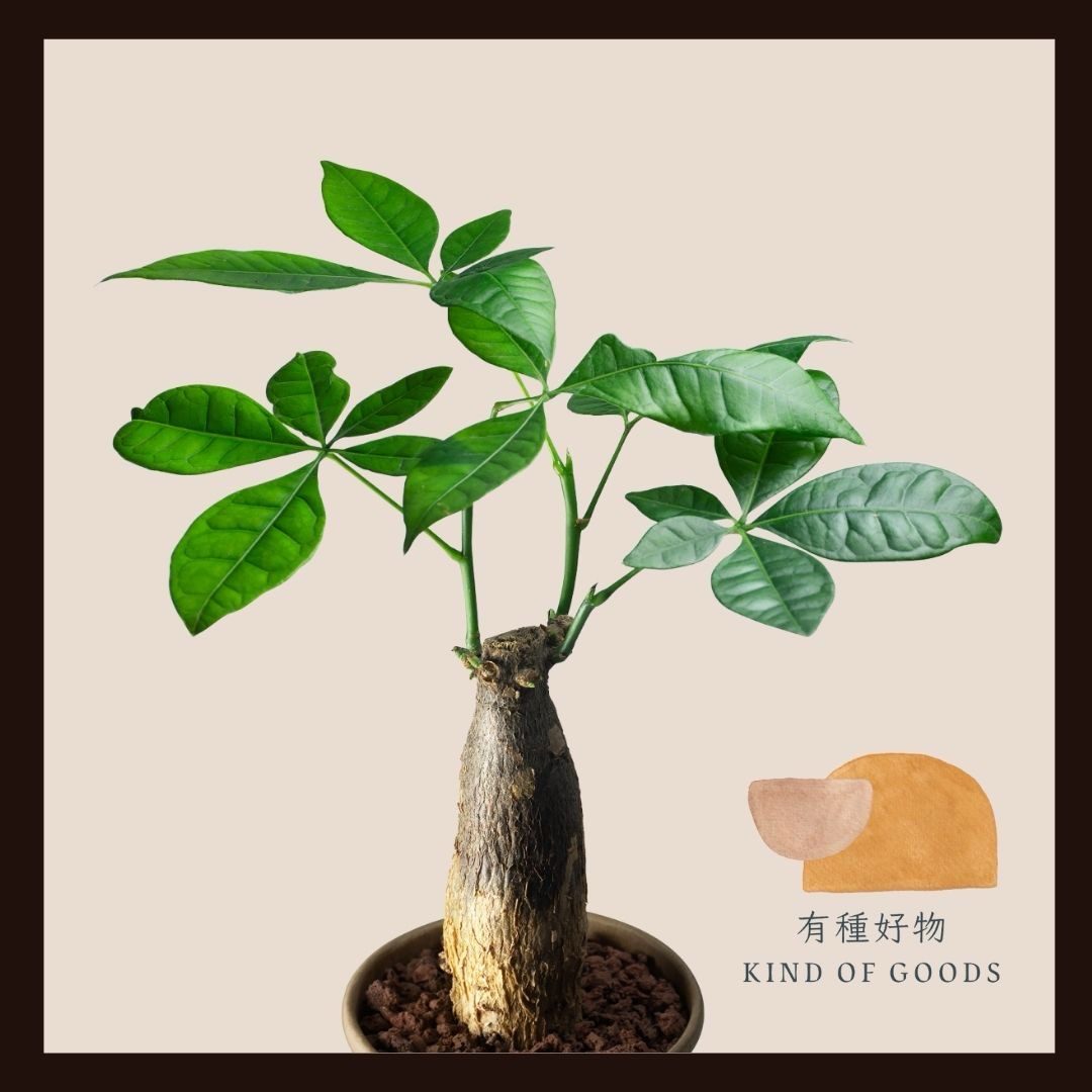 綠意盈門｜Prosper in Green