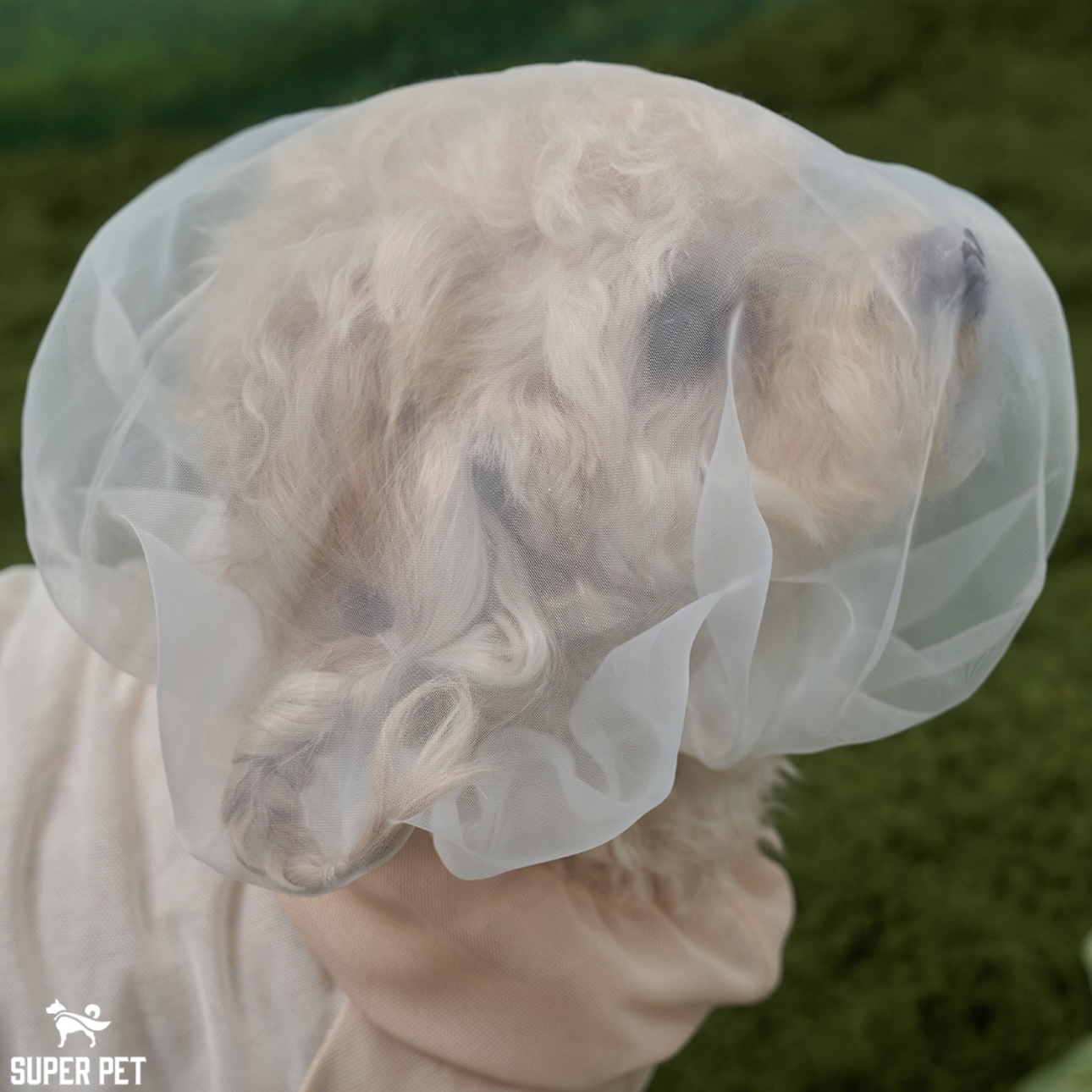 *Super Pet 🇰🇷 狗狗防護面罩 (DG427)