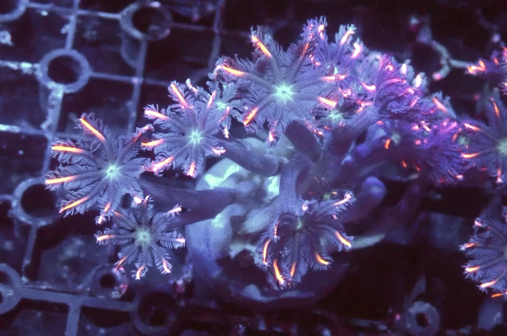 SF9 大手星花（開大約1.5吋）