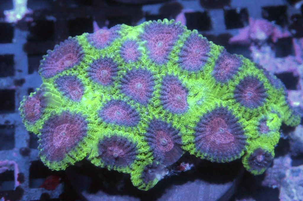 N22（開大約1.5吋）