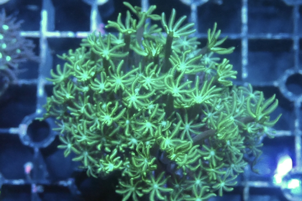 TH2 笙珊瑚（紅珊瑚星花）（開大約2.吋）