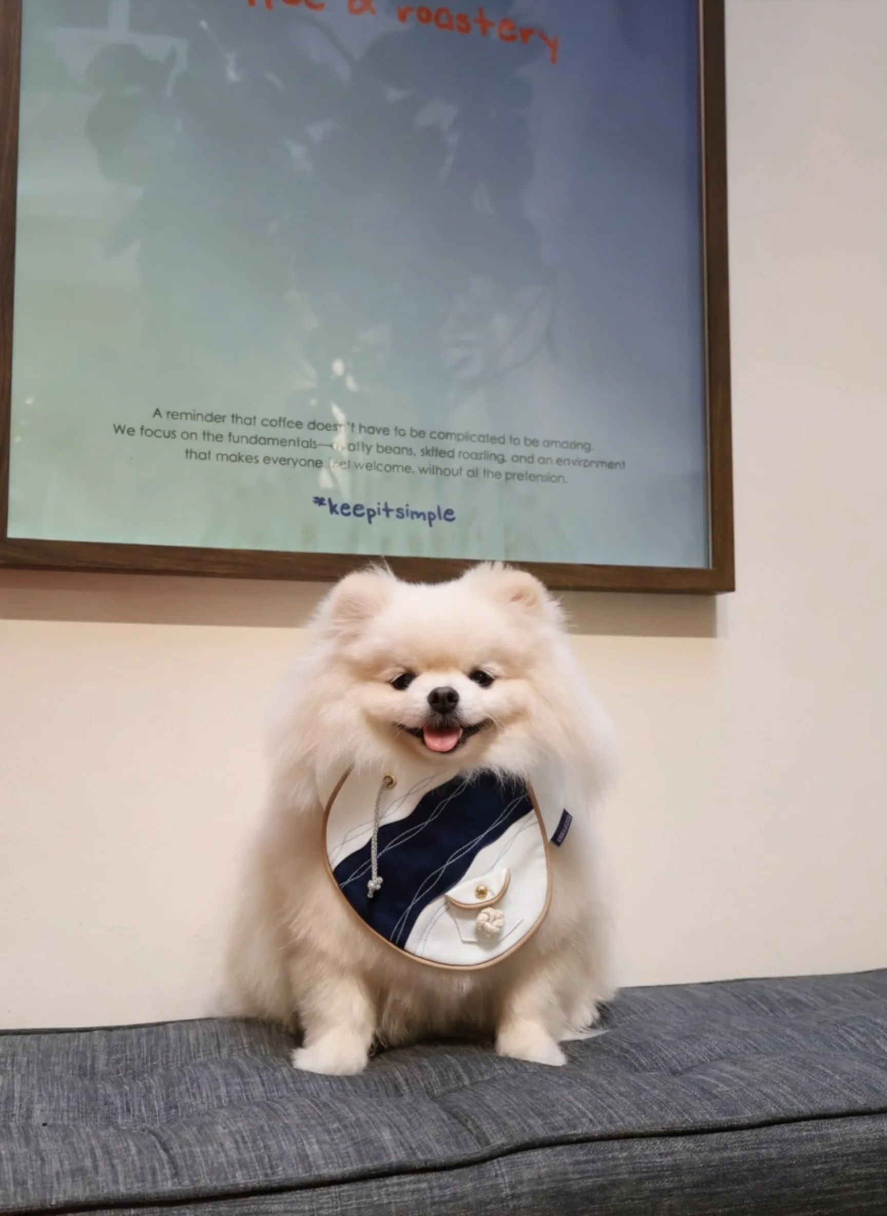 MOMOJI Antibes (2-French Riviera Blue) | Pet Neckwear