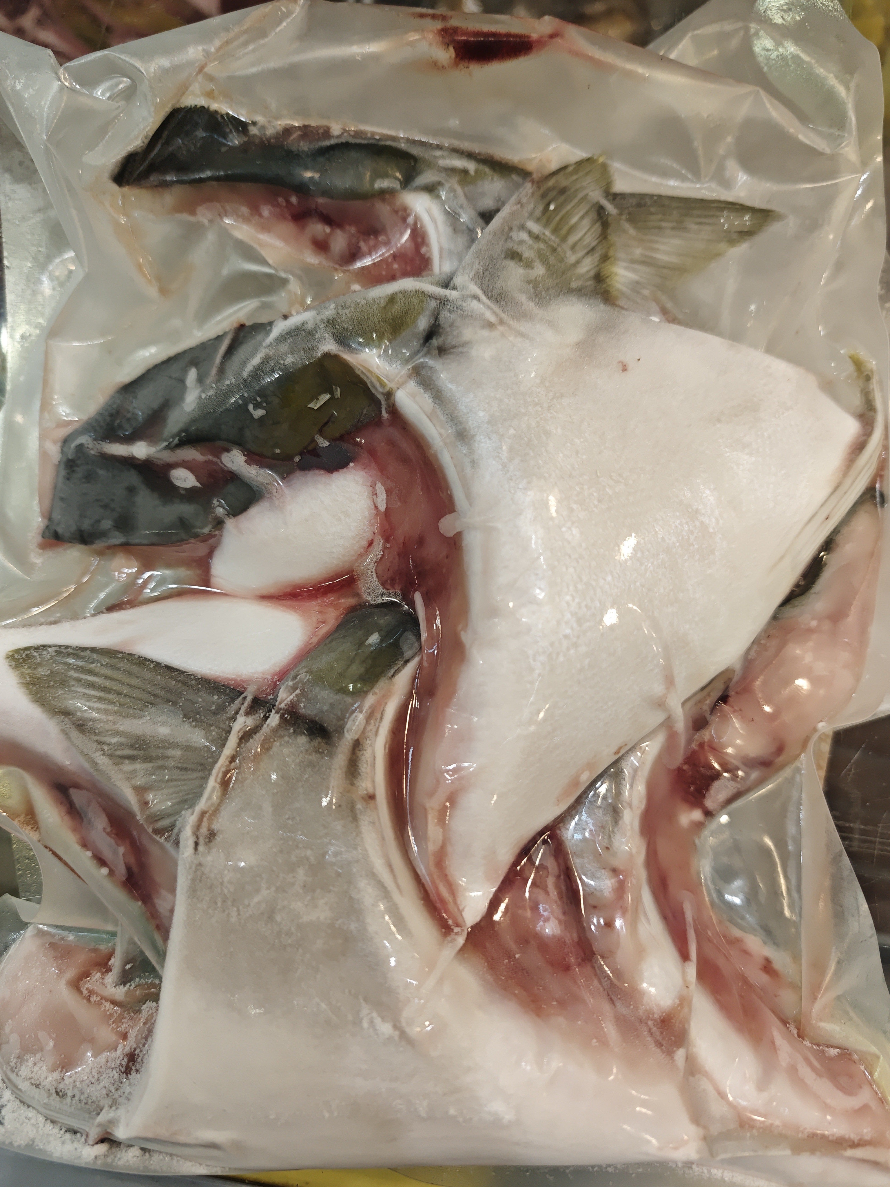 日本油甘魚鮫