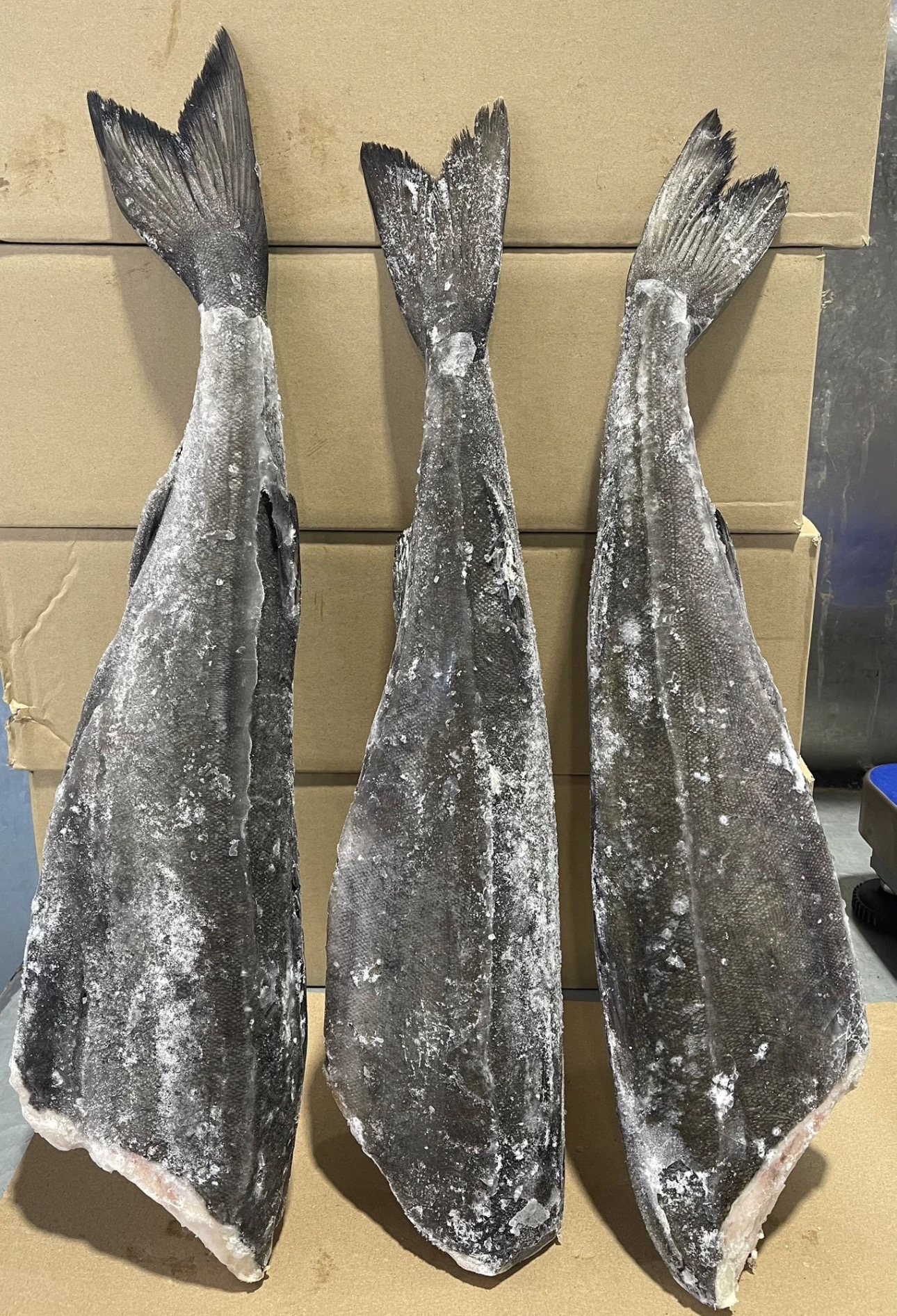 美國阿拉斯加原條銀鱈魚（約4lb-4.5lb）