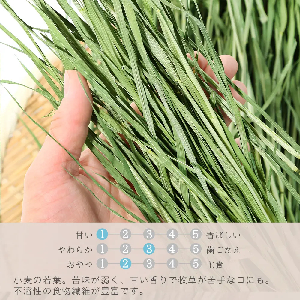 日本Leaf Corp 上癮小麥（小麥嫩葉） 100g