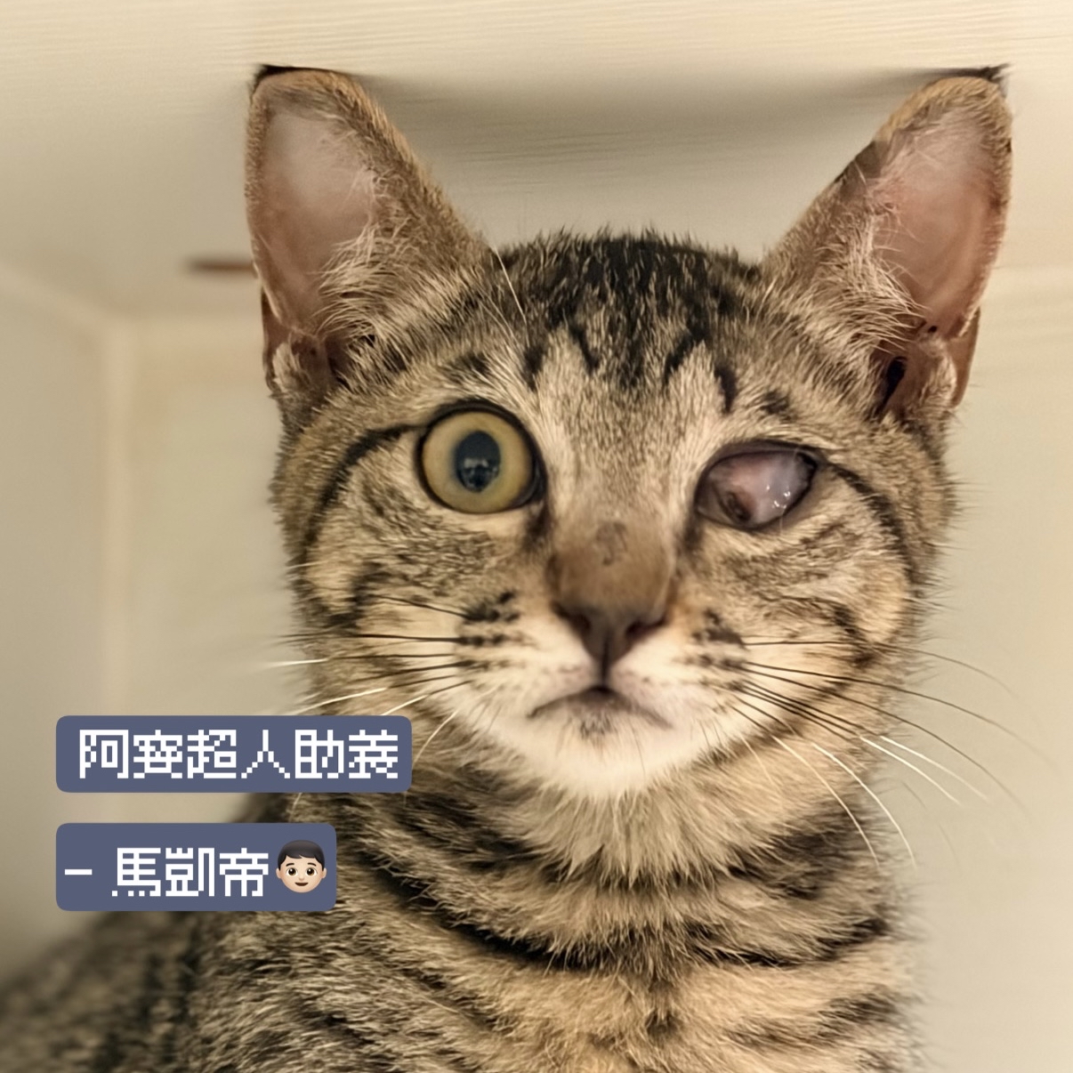 助養馬凱帝｜指定助養貓咪 Special Plan ｜貓站每月助養計畫