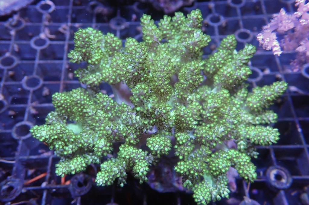 Tree 8 綠樹（開大約4.5吋）