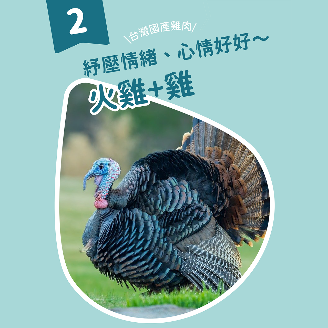 貓有話說｜Ω-3 魚油｜捏一口｜功能型主食蒸煮鮮肉泥 16g x 4