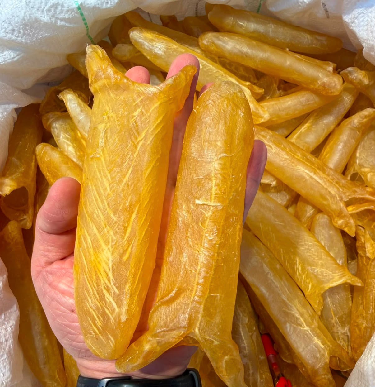 上環老字號  30頭非洲花膠筒 半斤裝(約15隻)