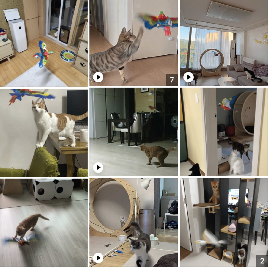 會飛的鸚鵡逗貓玩具