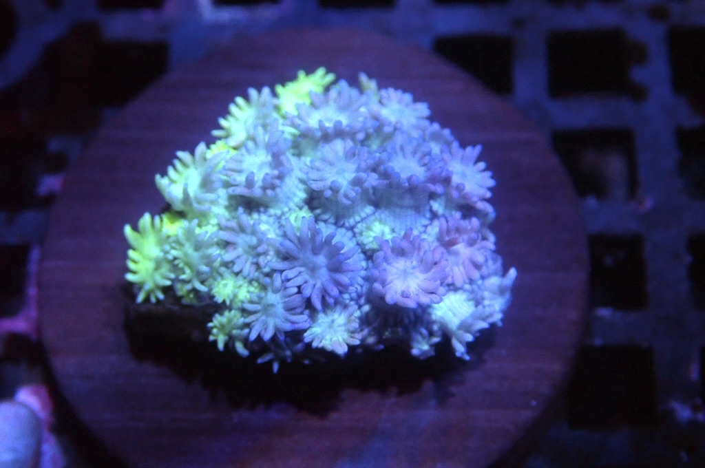 MG4 寶石花仔（Frag座3.5cm)