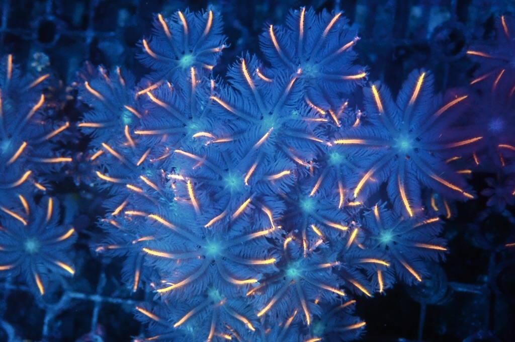 SF9 大手星花（開大約1.5吋）