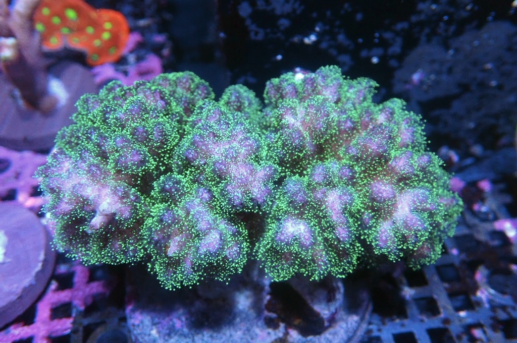 K14 原件光纖圖釘（開大約4吋）