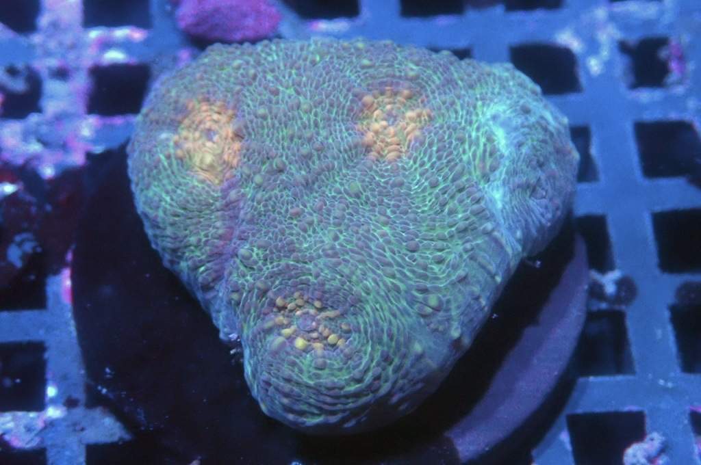 N13（開大約1.吋）