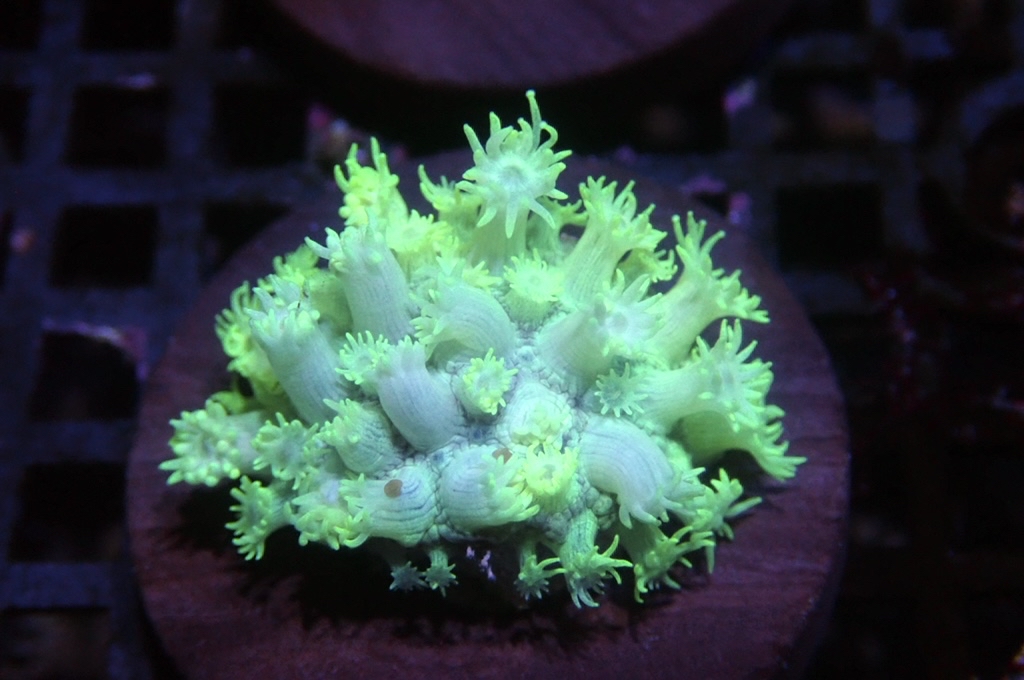 MG8 寶石花仔 （FRAG座3.5CM）