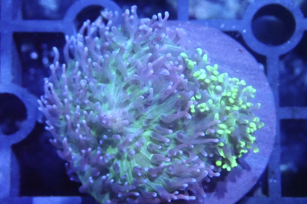 M11 菇  （frag座3.5cm）