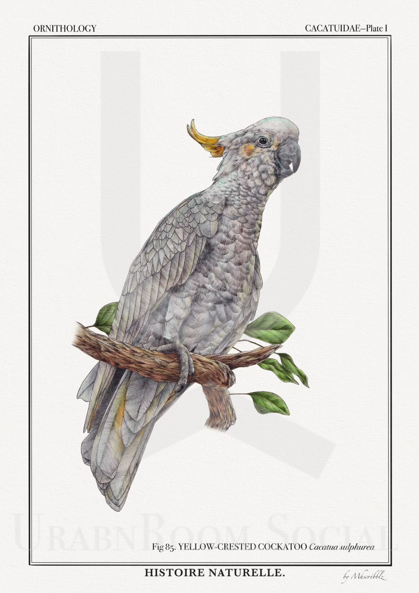 Mhscribblz - ART PRINT Yellow-Crested Cockatoo original