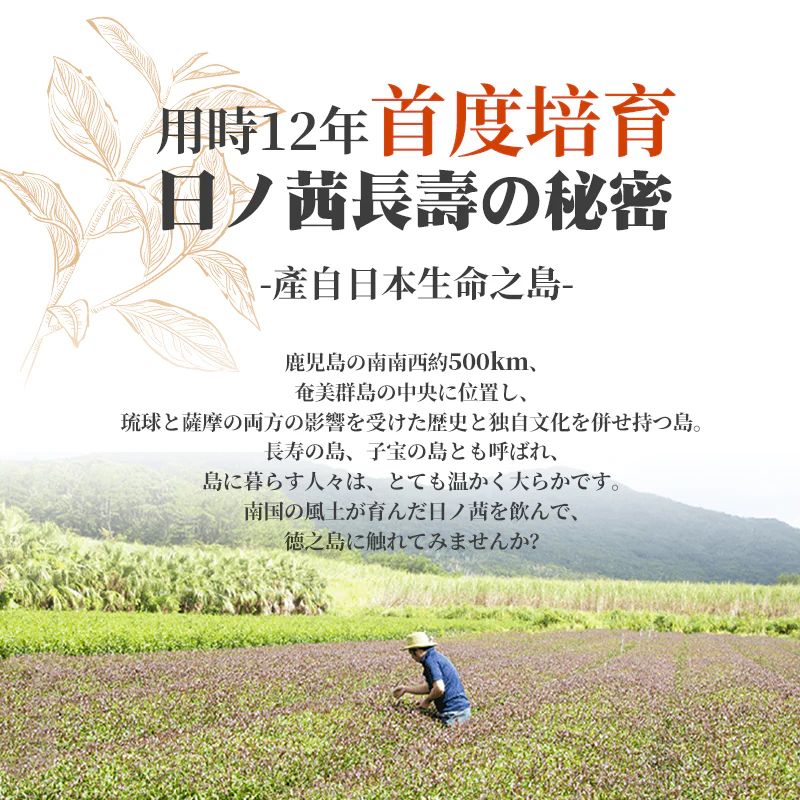 日本製🇯🇵HINOAKANE 鹿兒島長壽茶（1袋20包）