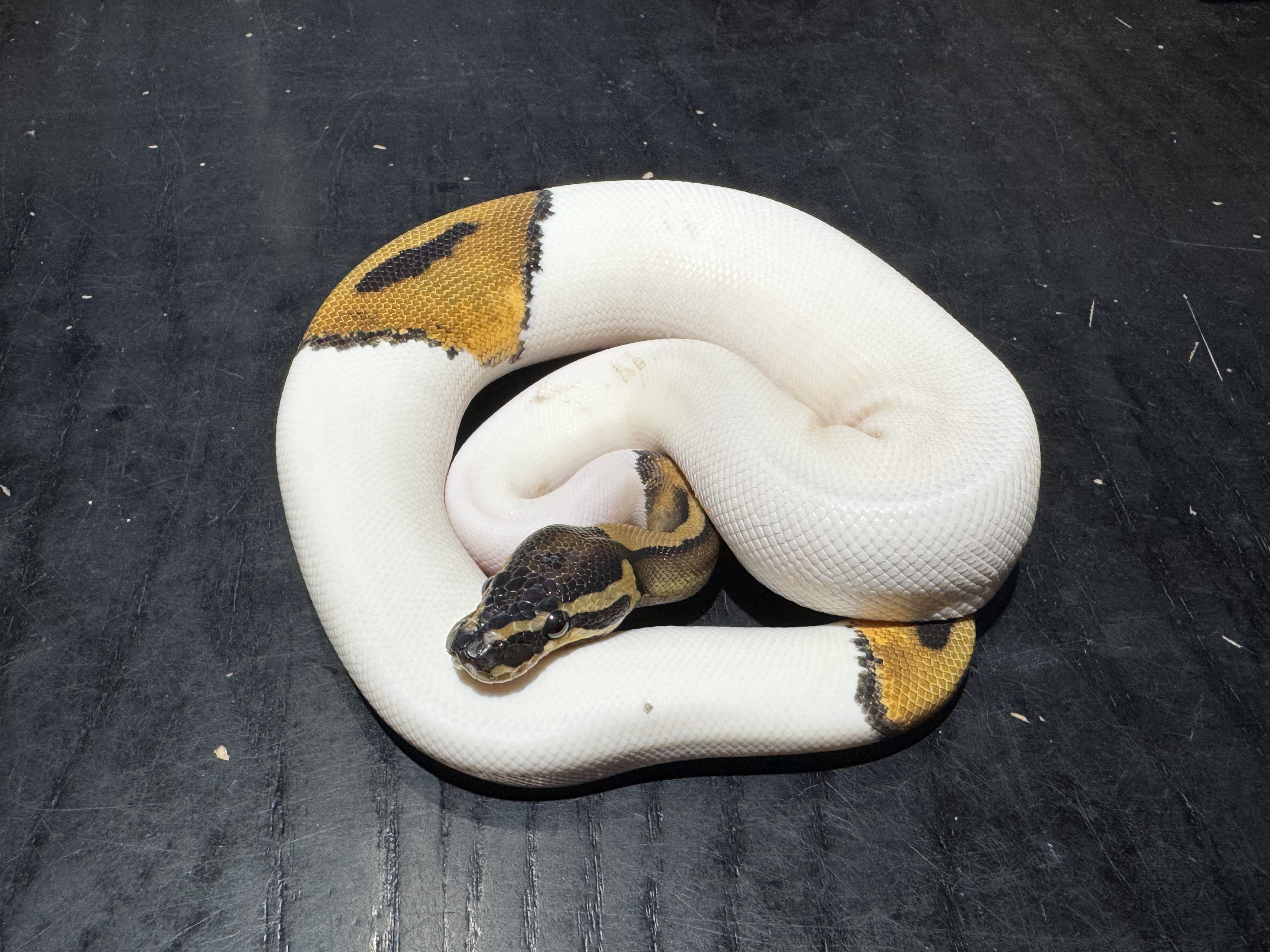 25 Pied 1.0