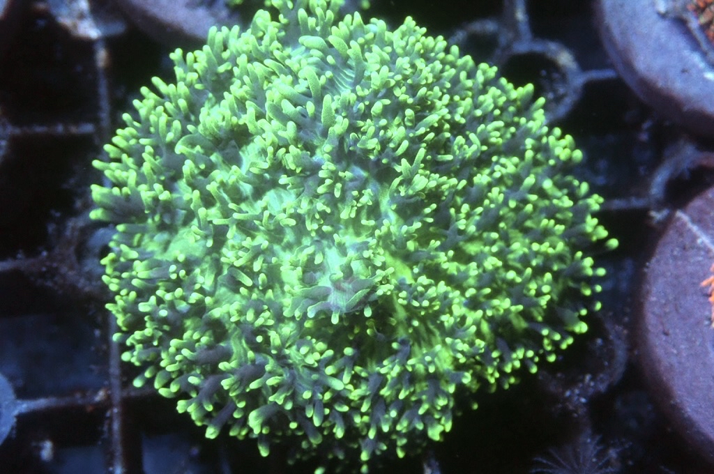 M7 菇（frag座3.5cm)