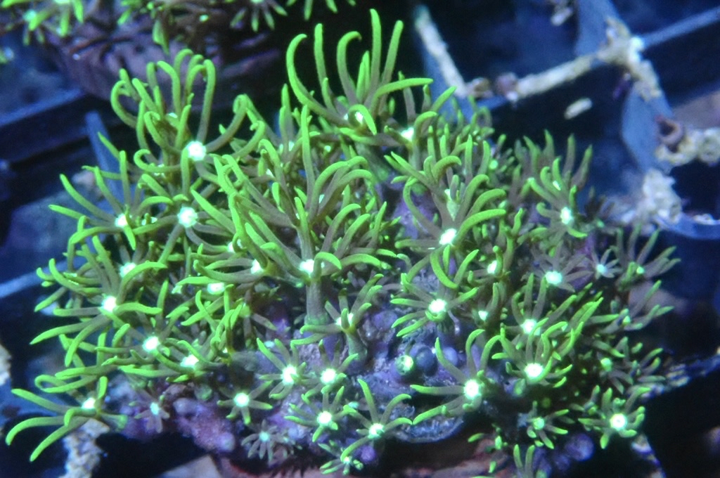 Green 4 草皮 （frag座3.5cm）