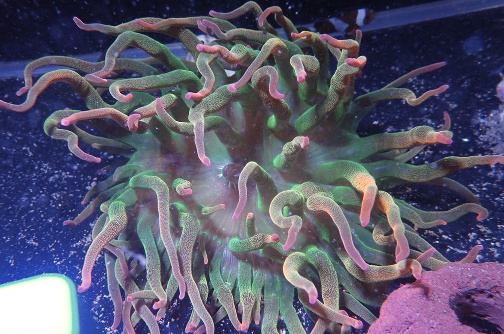 RB3 綠底紅奶嘴葵（開大約5.5吋）