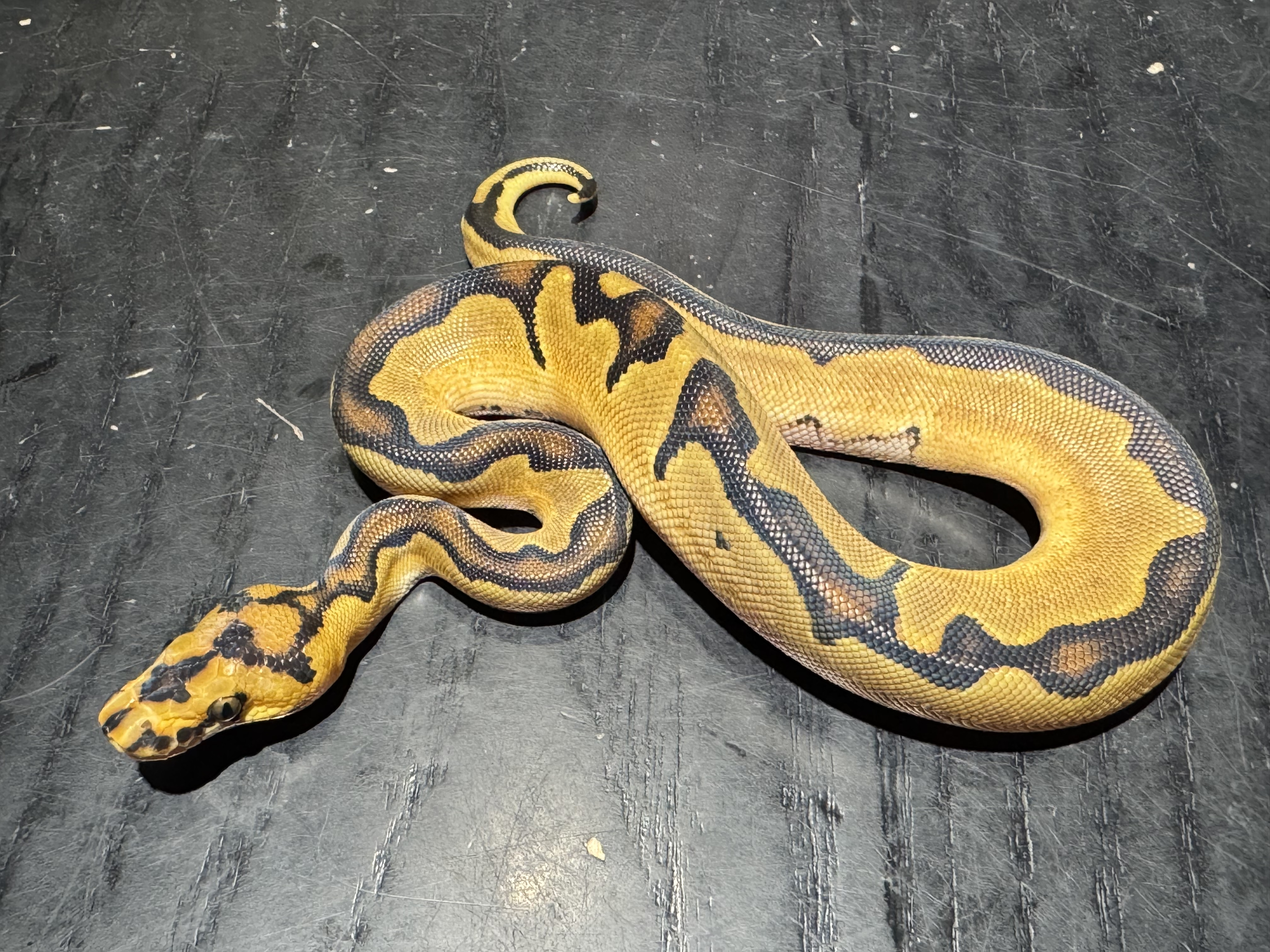 26 Orange Dream Enchi Clown 1.0