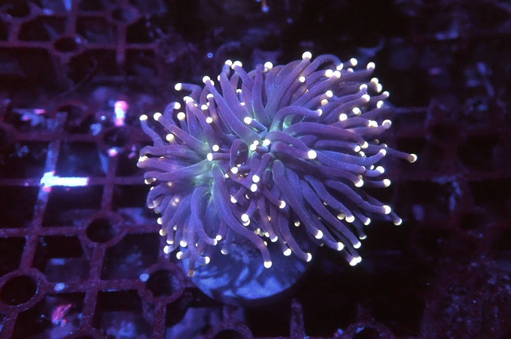 T3 黃點綠底黑火柴（開大約2.5吋）