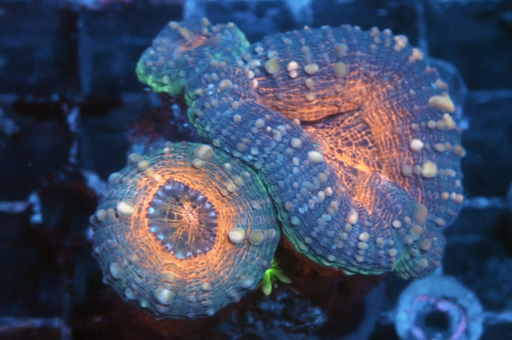 E6 分支骨針腦 （開大約2吋）