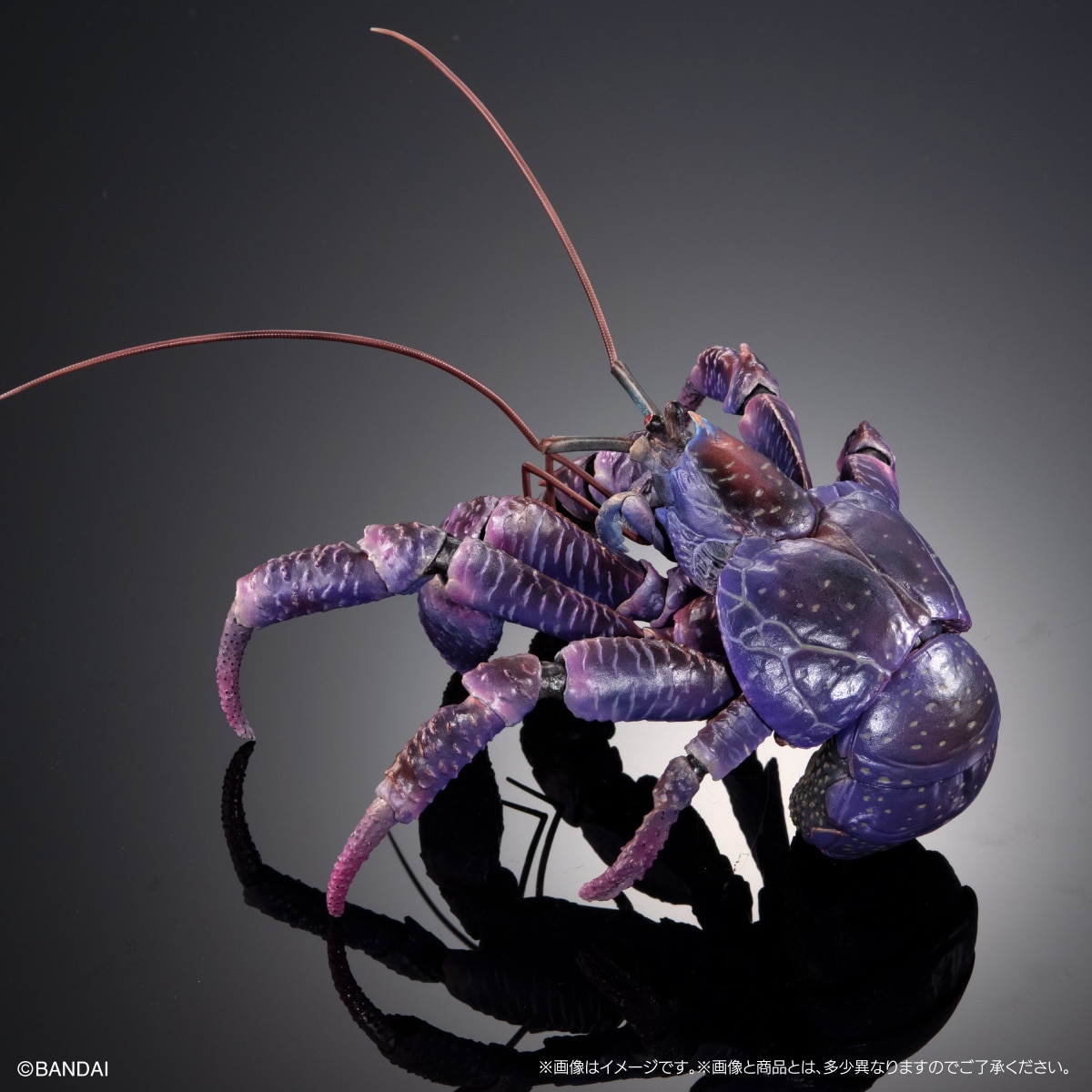 (預訂訂金 $200) (總價 $471) (Gashapon Online 限定) Bandai 生物大圖鑑 Premium 椰子蟹 (紫色) 扭蛋 (行版) Birgus Latro (Purple Color)