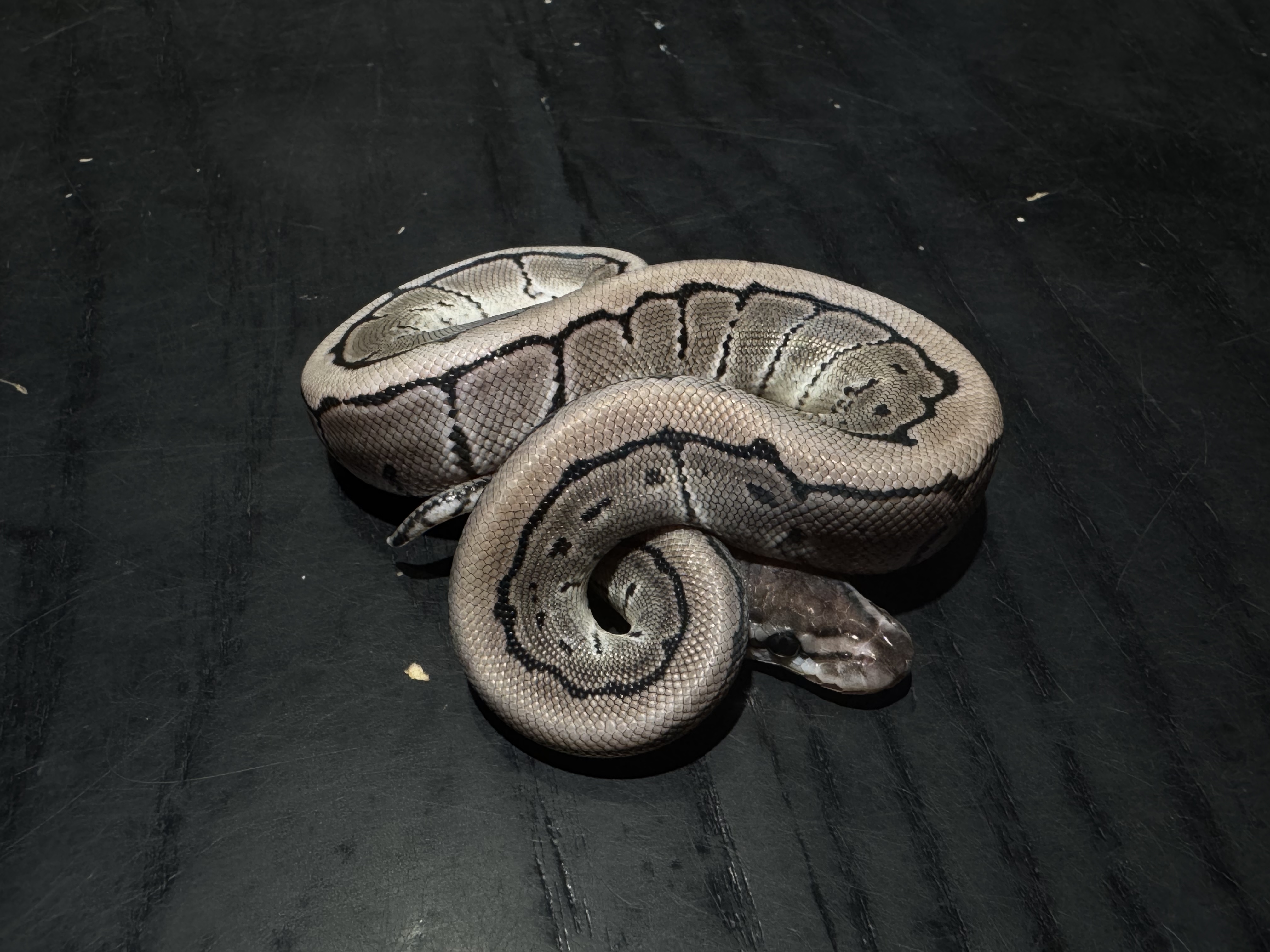 26 Pinstripe TSK Axanthic 1.0