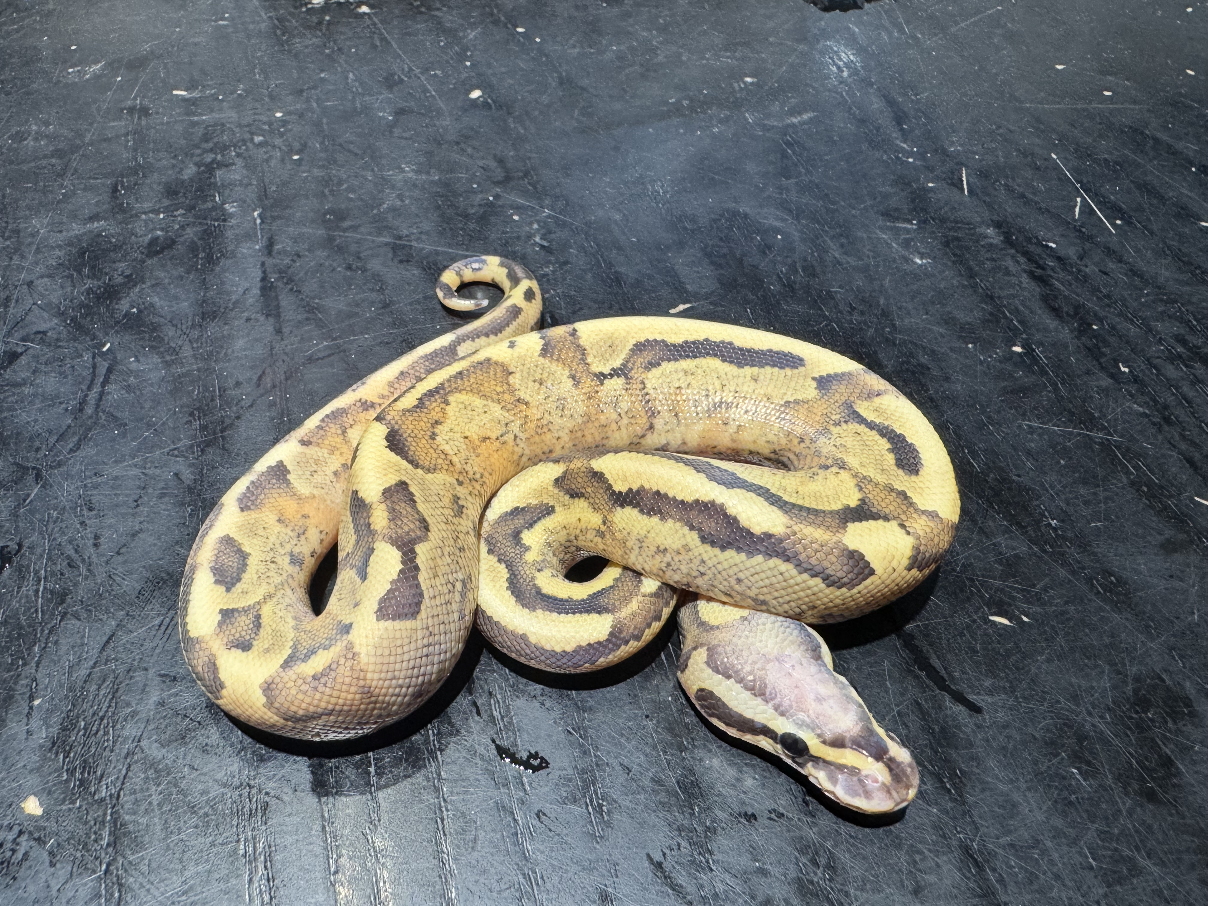 26 Vanilla Fire 1.0