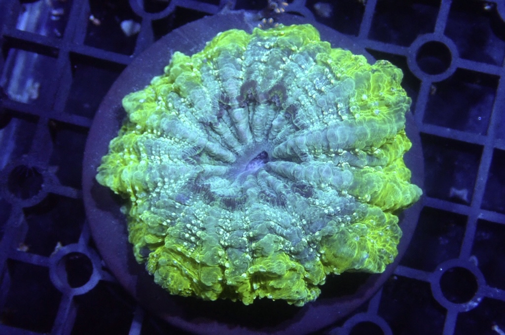 B1 富士腦（開大約2.5吋）