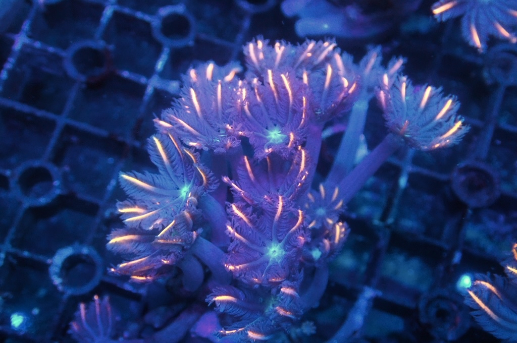 SF2 大手星花（開大約1.5吋）